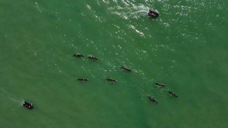 aerial top down shot of several rowing boats with professional athletes during training session on green ocean at summer