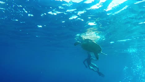 Gran-Tortuga-Marina-Flotando-Hasta-La-Superficie-Del-Agua-Para-Respirar-Oxígeno-Rodeada-De-Turistas-Buceando-Con-Aletas-Y-Burbujas-Provenientes-De-Las-Profundidades-De-Los-Buzos