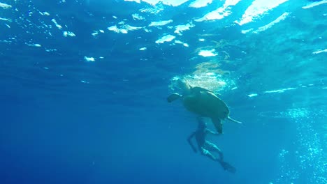 gran tortuga marina flotando hasta la superficie del agua para respirar oxígeno rodeada de turistas buceando con aletas y burbujas provenientes de las profundidades de los buzos