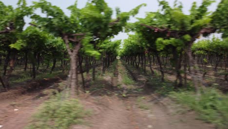 hileras de plantaciones de viñedos, maharashtra