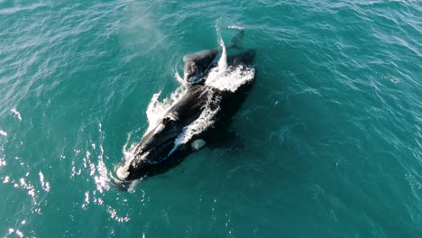 whales comming up to breath on the surface - wide shot slowmo