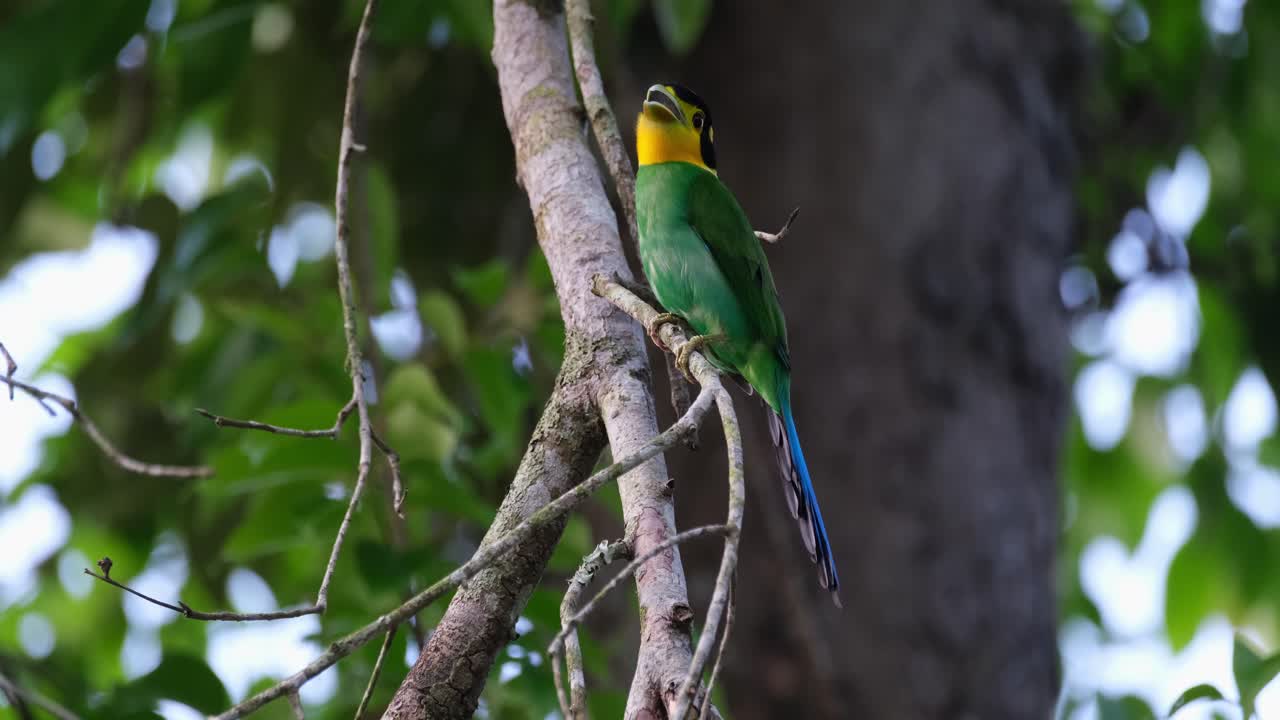mirando hacia arriba y hacia abajo desde su percha, un psarisomus dalhousiae de cola larga está en busca de algo de comida para comer en un parque nacional en tailandia