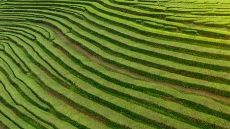 flying low over green tea plantations