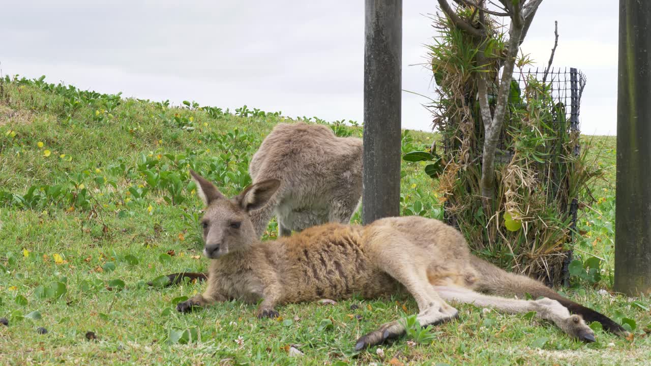 Slow motion landscape of wild kangaroo animal species resting next to tree in grassy fields of nature reserve near coastline of Diamond Head Australia travel holidays native marsupial wildlife mammal