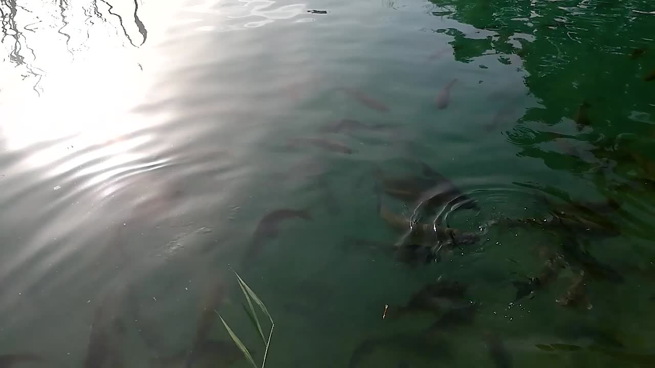 호수 표면에서 먹이를 먹고 있는 수많은 물고기, 슬로모