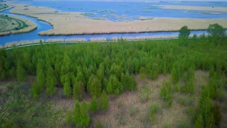 Aerial-view-of-the-lake-overgrown-with-brown-reeds-and-blue-water,-lake-Liepaja,-Latvia,-sunny-day,-lush-green-birch-trees-in-foreground,-calm-weather,-wide-angle-drone-shot-moving-forward