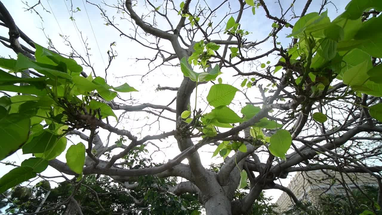 태양이 잎사귀를 통해 새어 나오는 폭풍우 후에 잎이 거의 없는 나뭇가지를 닫습니다