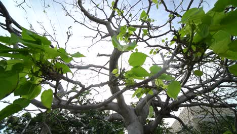 cerca de las ramas de los árboles con pocas hojas después de la tormenta con el sol filtrándose a través de las hojas