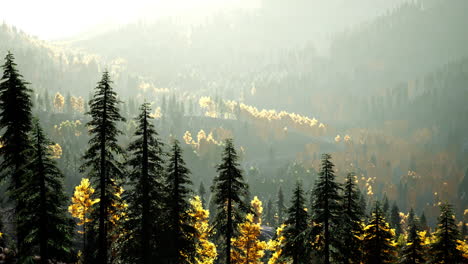 a stunning view of a forested mountain