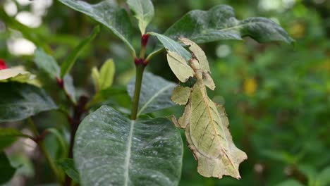 javanese leaf insect, phyllium pulchrifolium, female, yellow form, 4k footage