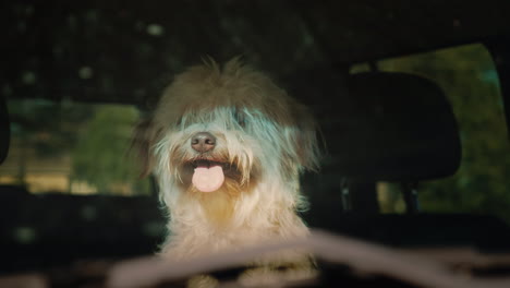 Dog-Waits-For-Owner-In-Car