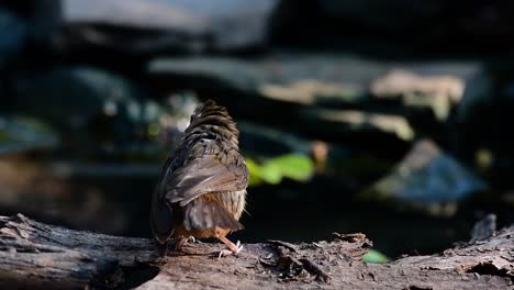 The-Abbot’s-Babbler-is-found-in-the-Himalayas-to-South-Asia-and-the-Southeast-Asia