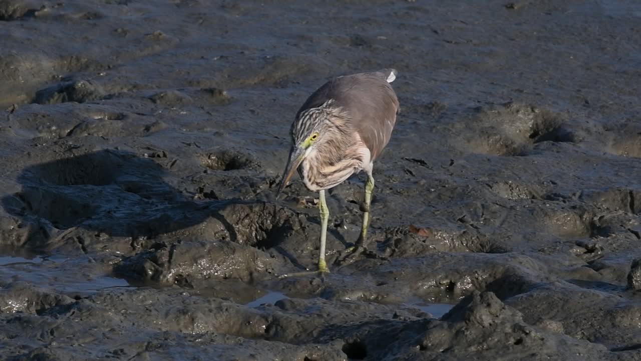una de las garzas de estanque encontradas en tailandia que muestran diferentes plumajes según la temporada