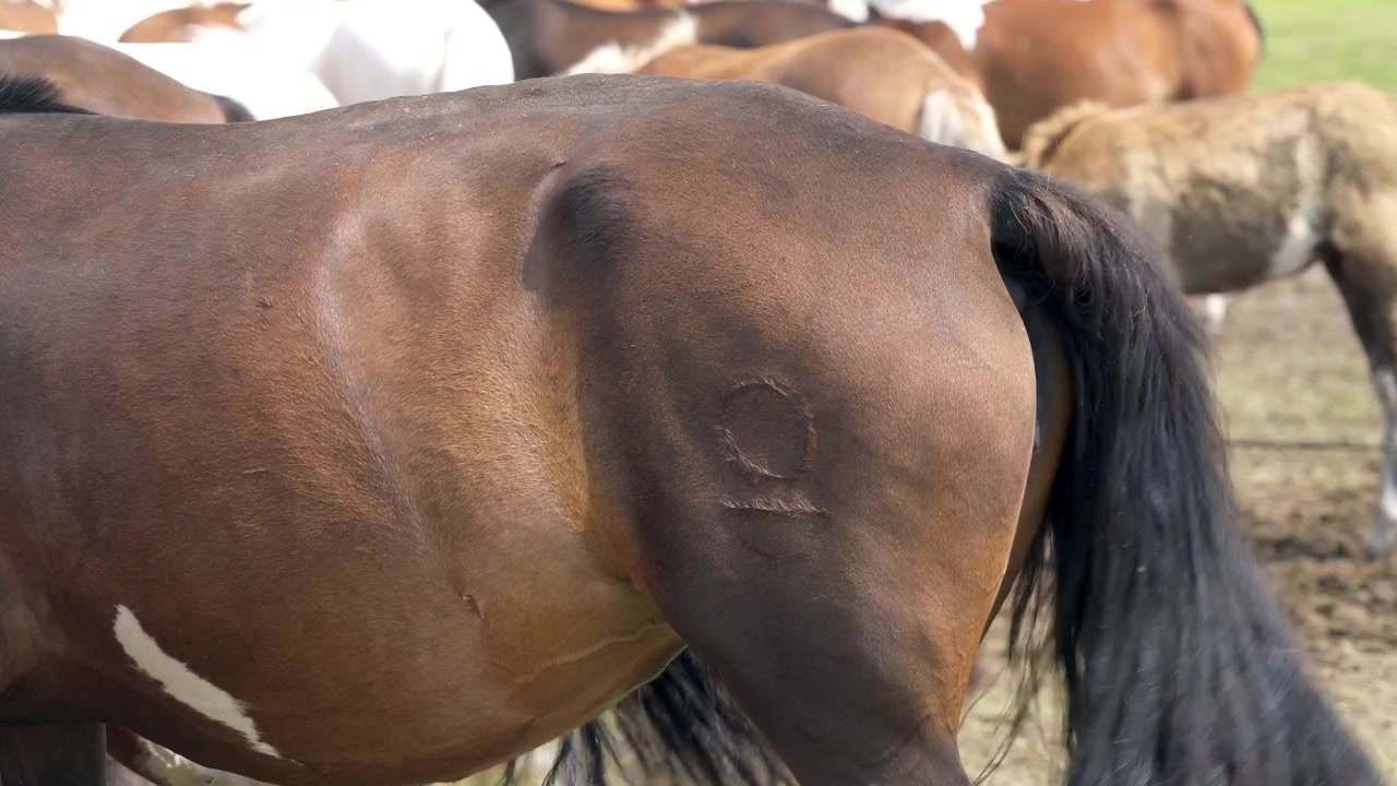 Brun hest med brændemærke, der svinger halen på en græsmark.