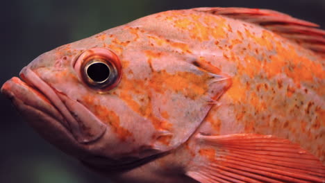 canary rockfish close up isolated as it swims