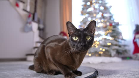 A Black Cat Sits by a Christmas Tree