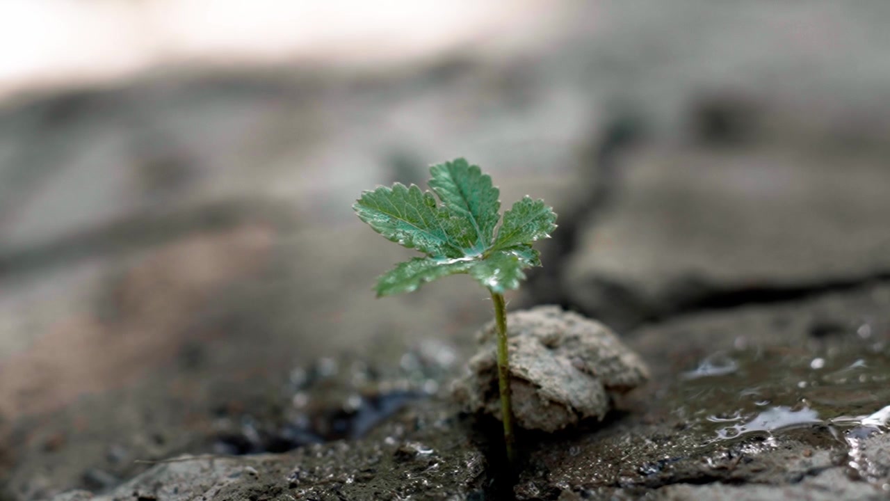 Light rain falling on a small green sprout emerging from parched soil during an environmental disaster.