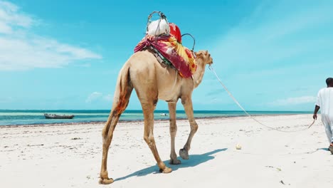 Un-Hombre-Negro-Con-Un-Colorido-Dromedario-Ensillado-Camina-Sobre-La-Arena-Blanca-De-La-Playa-Oceánica-En-áfrica