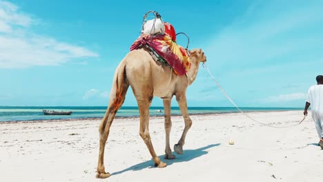 a black man with a colorfully saddled dromedary walks on the white sand of the ocean beach in africa