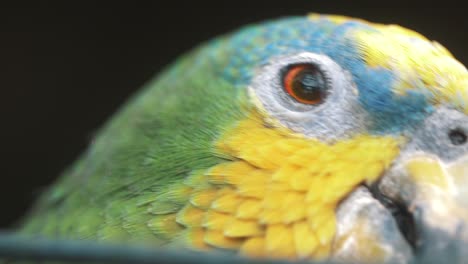 slow motion macro close-up of a parrots face inside of a cage in ecuador, south america