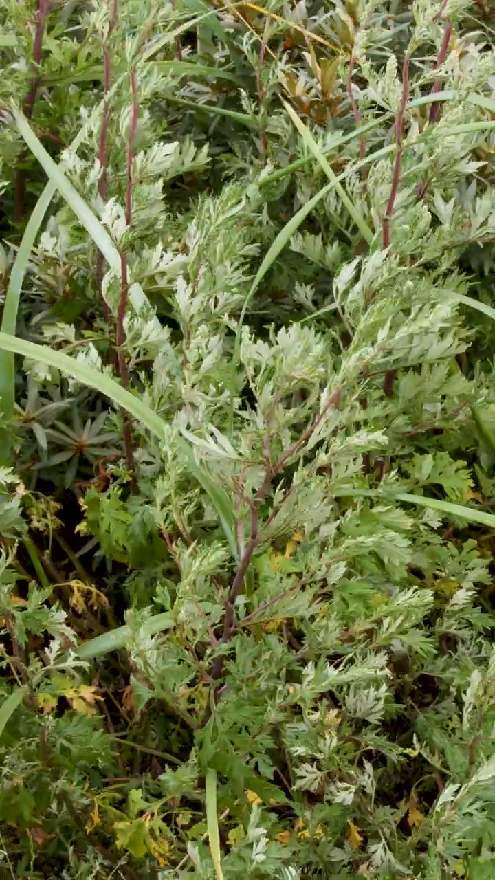 Piante selvatiche lussureggianti e foglie ondeggiano alla luce naturale, leggero movimento della telecamera, ambientazione rurale all'aperto.