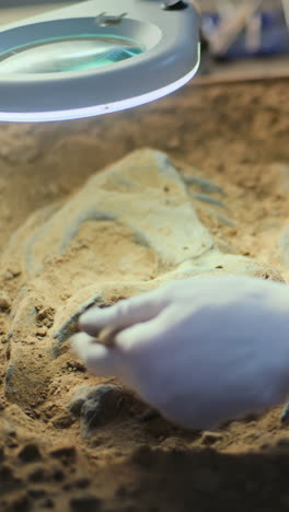 fossil excavation process