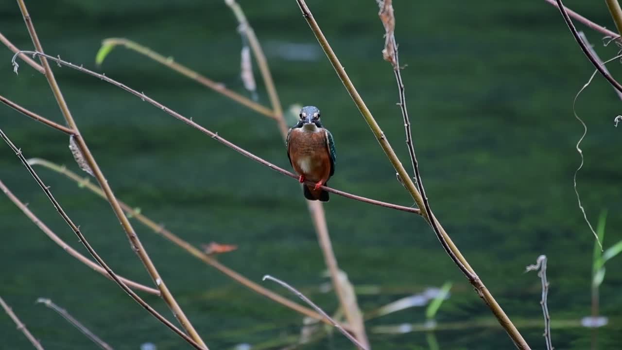 Eurasian kingfisher, Alcedo atthis