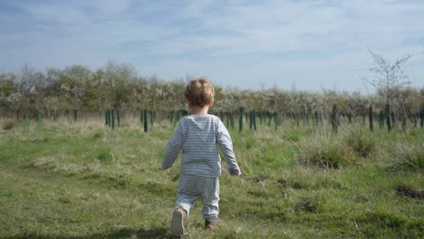 Kleinkindjunge-Geht-An-Einem-Sonnigen-Tag-Durch-Das-Feld-Entlang-Junger-Bäume