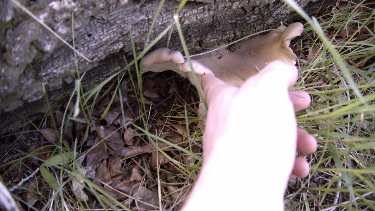 Examining oyster mushrooms on a fallen log in the forest