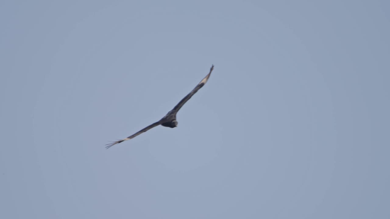 Black vulture soaring in clear sky, graceful and calm in open natural space