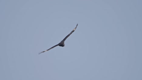 black vulture soaring in clear sky, graceful and calm in open natural space
