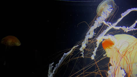 jellyfish - chrysaora belvola - at kamon aquarium, japan