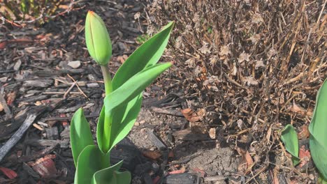 Close-up-of-a-non-bloomed-tulip-near-a-dried-out-mum-in-spring