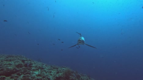 thresher shark turning over coral reef with blue ocean in background