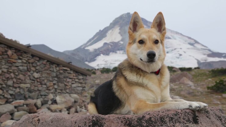 Un bellissimo cane siede su una roccia nella natura selvaggia.