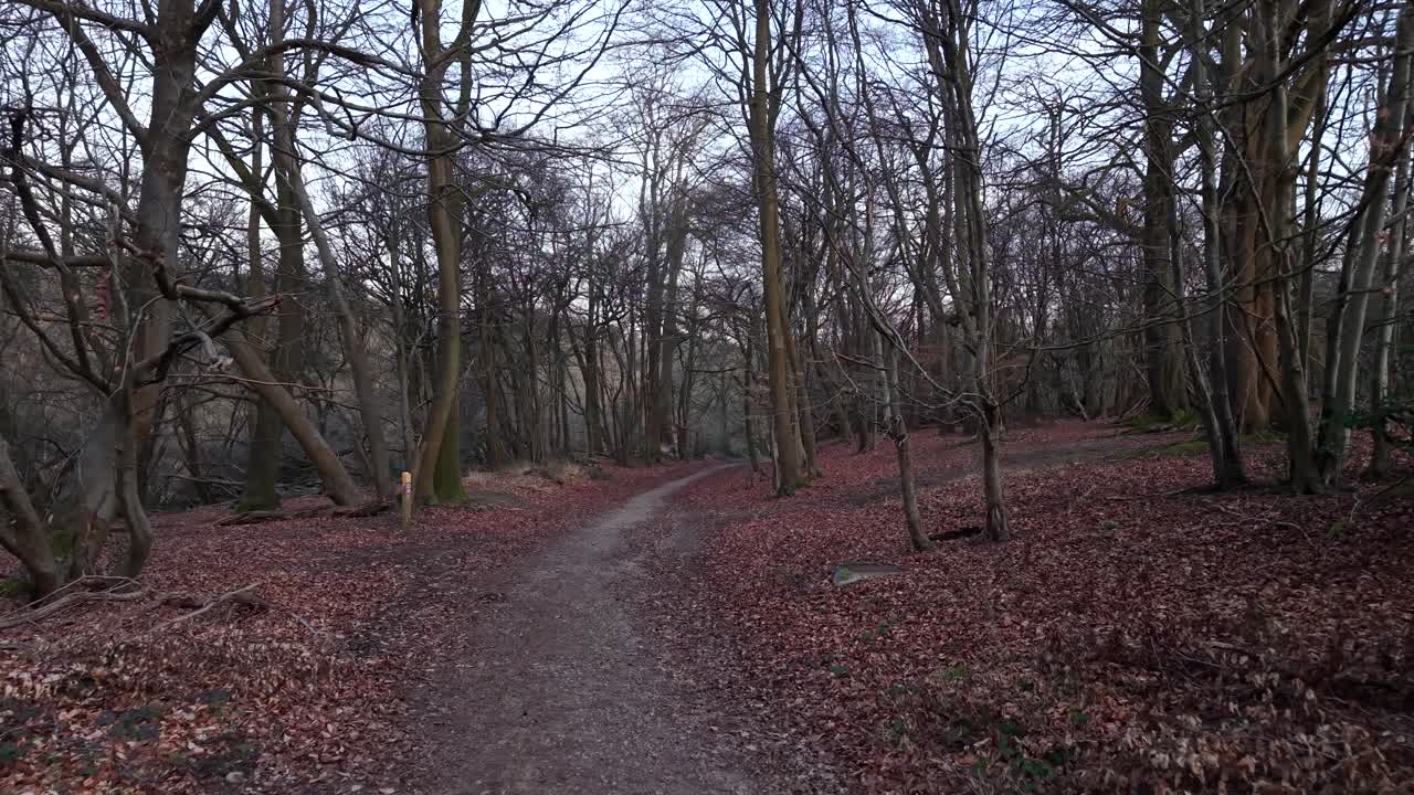 Peaceful woodland route in Ashridge heritage forest, UK, sustainable tourism, drone shot
