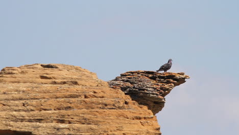 Ein-Taubenvogel-Steht-Auf-Einem-Felsen-Hoodoo-Vor-Blauem-Himmel,-Hitzeflimmern