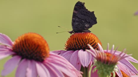 Tortoiseshell-In-Coneflower-Head-Against-Bokeh-Background