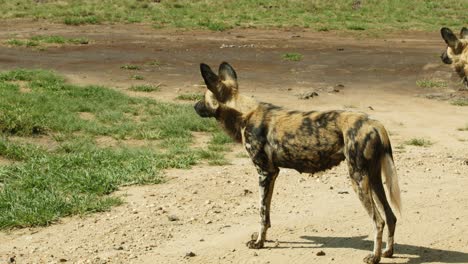 Manada-De-Perros-Salvajes-Africanos-De-Pie-Y-Mirando-Hacia-Afuera