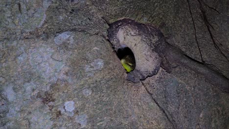 Head-partially-coming-out-waiting-for-its-prey-to-pass-by-to-ambush-and-eat,-Olive-Dasia-or-Olive-Tree-Skink-Dasia-olivacea,-Thailand