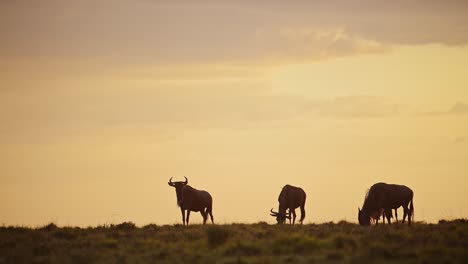 slow motion of africa wildlife, wildebeest herd under big dramatic beautiful orange sunset stormy storm clouds and sky in maasai mara savannah, kenya, african masai mara safari animals