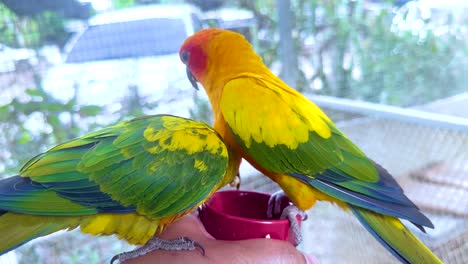 two sun conures interacting at a market