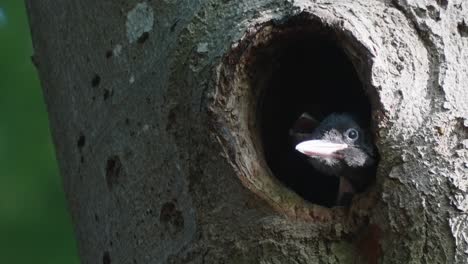 young woodpecker dozing off while waiting to be fed