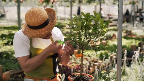 adult male gardener pruned a fruit tree in a pot on the background of a greenhouse of fruit trees