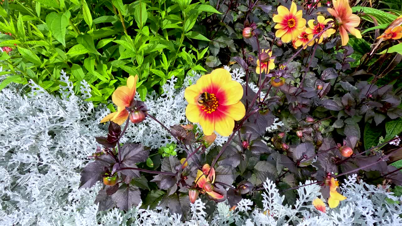 A bumblebee visits a vibrant Dahlia Moonfire flower, surrounded by lush foliage and silver plants, under bright natural daylight with a steady overhead camera view