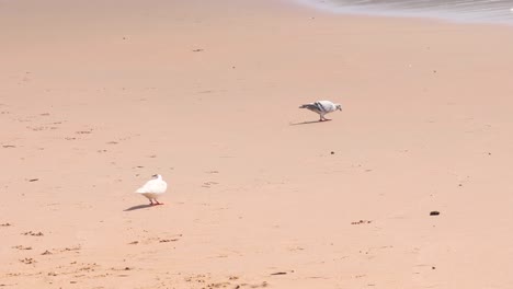 Fauna-Silvestre-Animal-Palomas-Pájaro-Caminando-En-La-Playa-De-Arena-De-Naturaleza-Tropical-Con-Un-Hermoso-Fondo-De-Arena-Amarilla