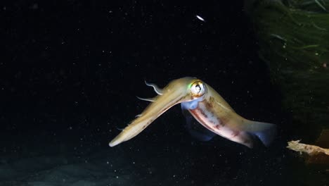 Southern-Calamari-Squid-hunting-and-catching-fish-at-night-Sepiotheuthis-australis-4k-60fps-slow-motion