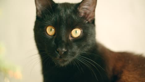 a close-up of a black cat's eyes sits on the floor