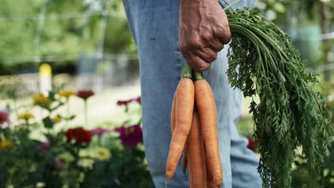 Close-up-video-of-farmer-holding-carrots-in-his-hand