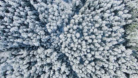 Vista aérea del bosque nevado